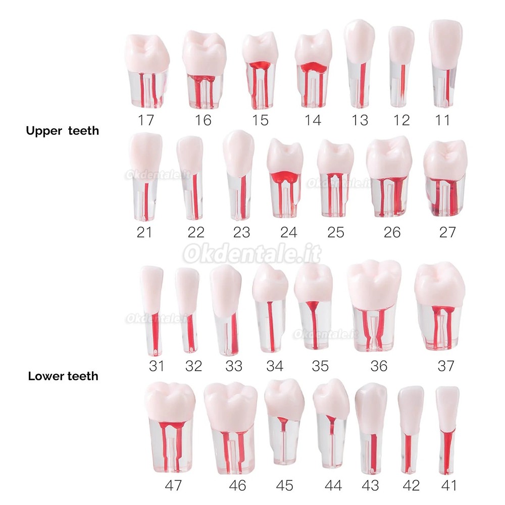 Typodont dentale 28 pezzi /set , modello di pratica canalare